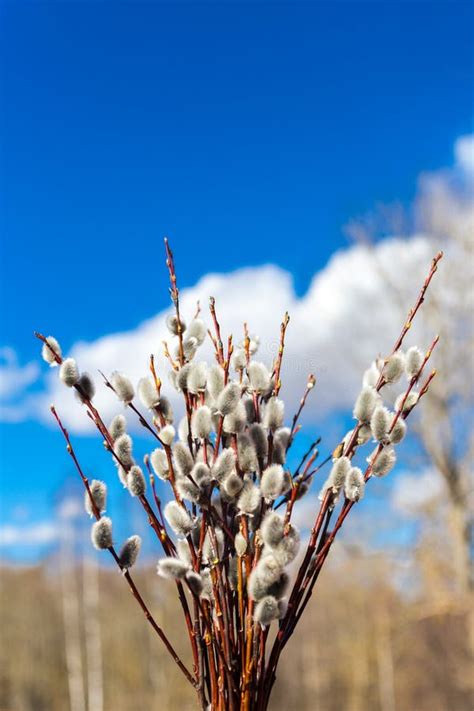 Pussy Willow Spring Stock Photo Image Of Macro Closeup
