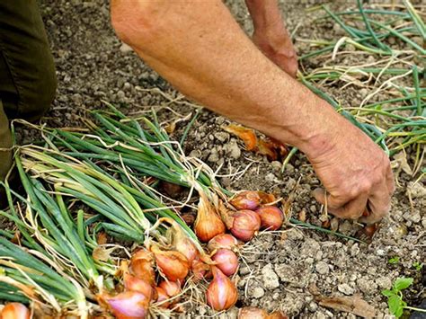 Comment planter cultiver et récolter l échalote Le plant certifié