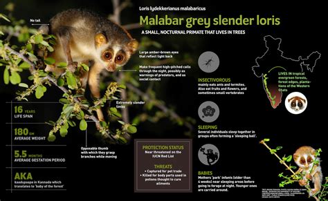 Malabar Grey Slender Loris: Facts, Appearance, and Life Span ...