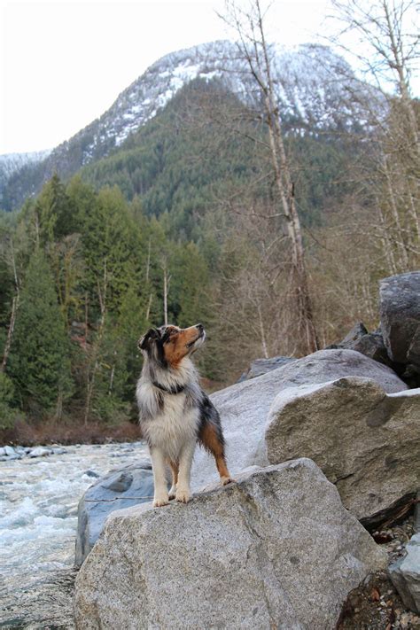 Canadian mountain shepherd : r/AustralianShepherd