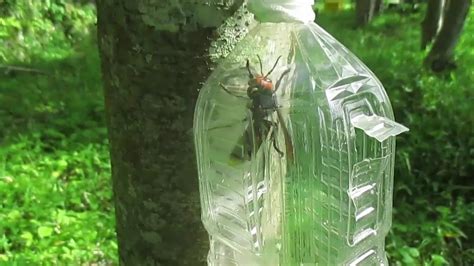 Bottle Trap For Insects