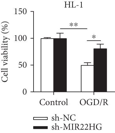 Mir Hg Knockdown Attenuated Ogd R Treated Cardiomyocyte Injury A