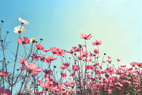 Beautiful Background Flower Field Photos For Your Desktop