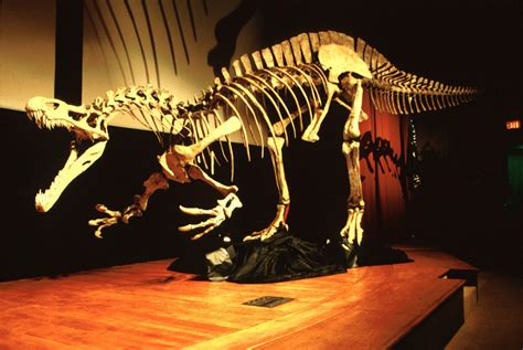 Baryonyx Facts, Diet, Adaptation, Behavior and Description