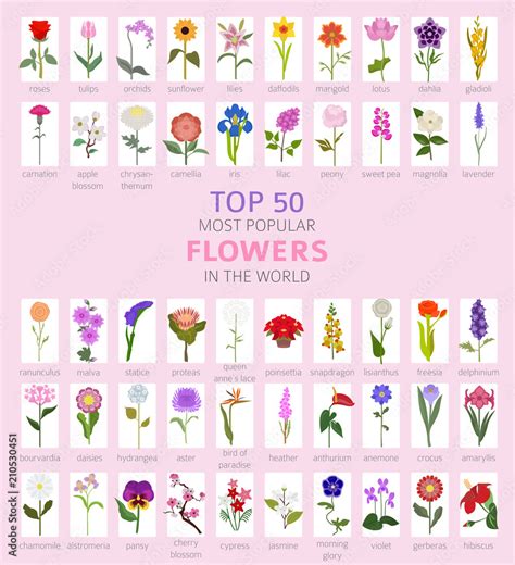 Your Garden Guide Top 50 Most Popular Flowers Infographic Stock Vector