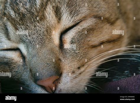 Extreme Closeup Of Cat Face Sleeping In Bed Stock Photo Alamy