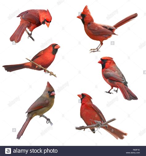 Male And Female Cardinals Hi Res Stock Photography And Images Alamy