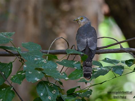 Common Hawk Cuckoo