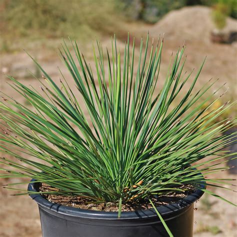 shop yucca linearifolia linear leaf yucca care  growing guide