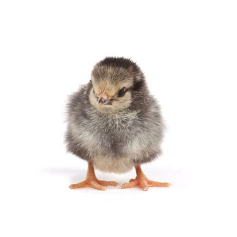 Baby Chicks: Columbian Wyandotte - My Pet Chicken