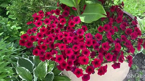 Сезон 2023 Петунии в саду. Тайдал, Шок вейв, Изи вейв - YouTube