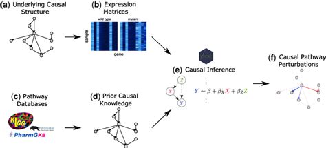 A Causal Network Of Genetic Interactions In A Biological Pathway A Is