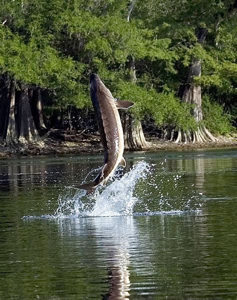 Catching Air – Those Magnificent Jumping Suwannee Sturgeons - Coastal