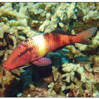 goatfish