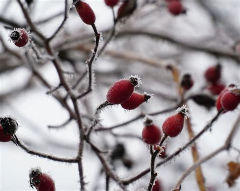 Winterizing roses: how to help your plants in cold weather | Gardeningetc