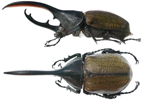 Hercules Beetle Anatomy