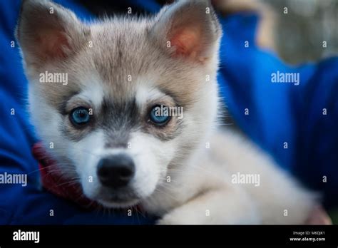 Klee Kai Cane Immagini E Fotografie Stock Ad Alta Risoluzione Alamy