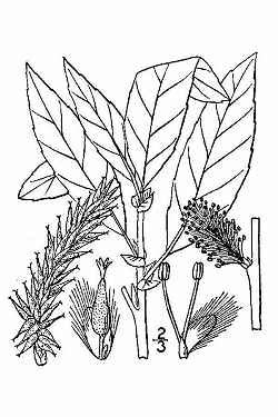 Pussy Willow Salix Discolor