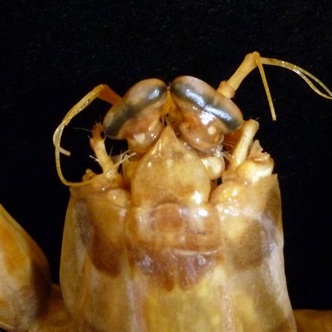 Creature Feature Zebra Mantis Shrimp Western Australian Museum