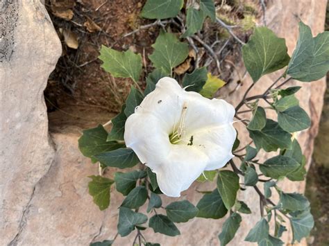 Desert Desserts - Wild About Utah