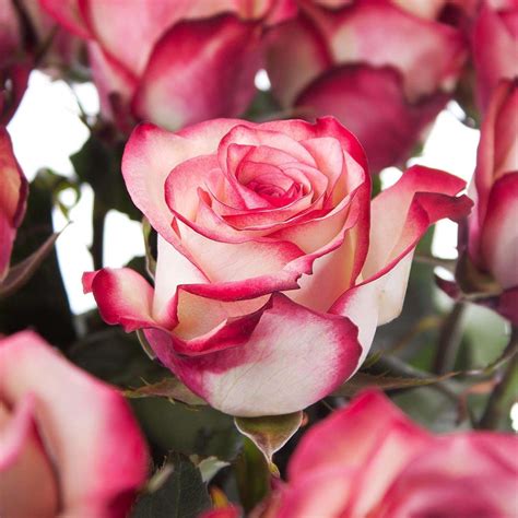 Роза marzipan эквадор (76 фото)