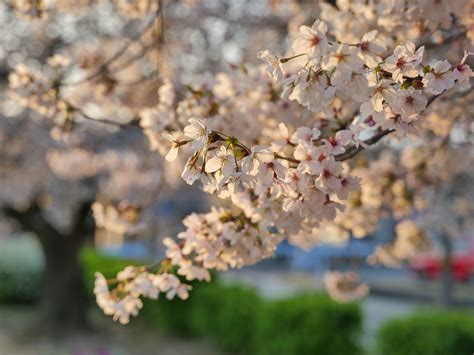 Kirschbaum Kirschbl Ten Blumen Kostenloses Foto Auf Pixabay Pixabay