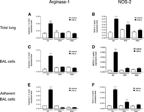 Arg And Nos Mrna Are Early But Not Persistently Expressed After