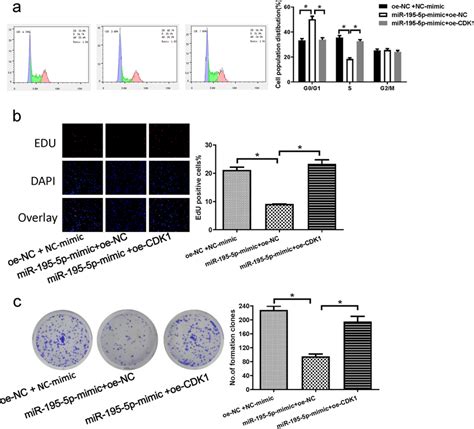 Mir 195 5p Affected Cell Cycle Dna Replication And Proliferation Of