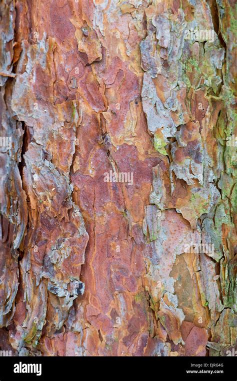 Pinus. Pine tree bark Stock Photo - Alamy