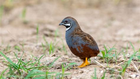 King Quail Breed Everything You Need To Know About Them
