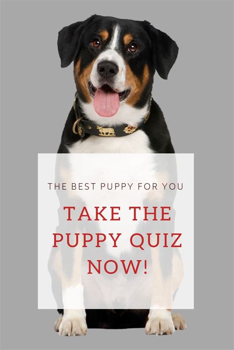 Take Our Quiz And Find Out Your Perfect Puppy Match Now Best Puppies