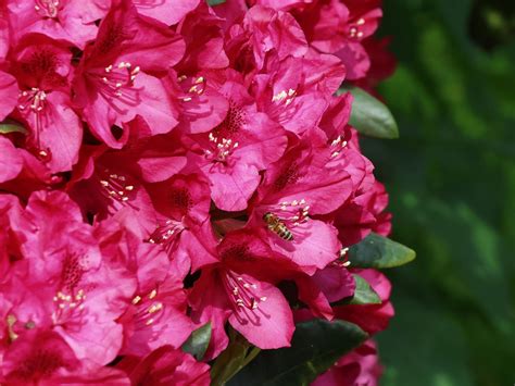 Rhododendron 'Nova Zembla' - Rhododendron Hybride 'Nova Zembla ...