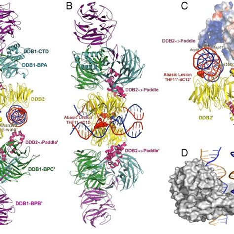 Structure Of The Dimeric Human Uv Ddb In A Complex With Damaged Dna