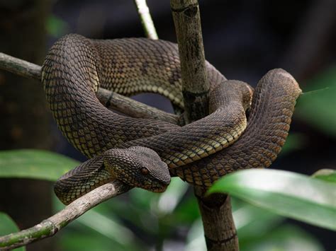 vipers snake images pixabay