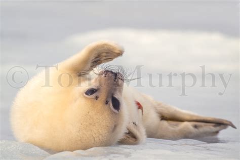 Harp Seal Pup Newborn Tom Murphy Photography