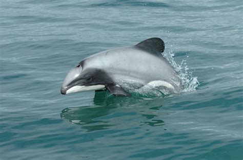 New Zealand’s Coastal Waters Declared a Hope Spot to Protect the World