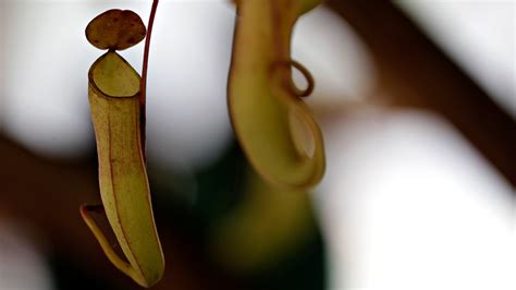 Stop Picking Endangered Phallic Plant, Cambodia Warns - The New York Times