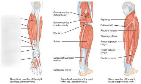 lower leg map Diagram | Quizlet