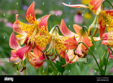 Lily, Lilium 'Fusion', Lilies plants Stock Photo - Alamy