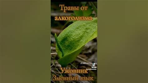 Травы от алкоголизма, зависимости, тяги к спиртному, белой горячки ...