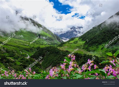 flower valley uttarakhand stock   images shutterstock