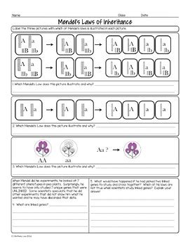 Mendel and Laws of Inheritance Biology Homework Worksheet | TpT
