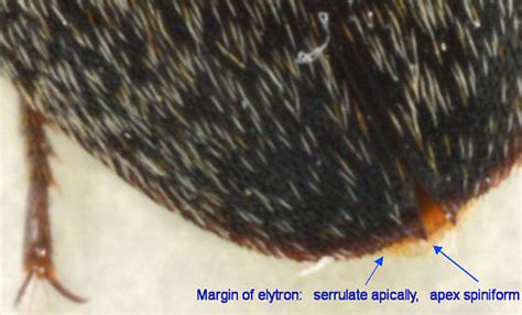 Dermestes Maculatus Bugguidenet