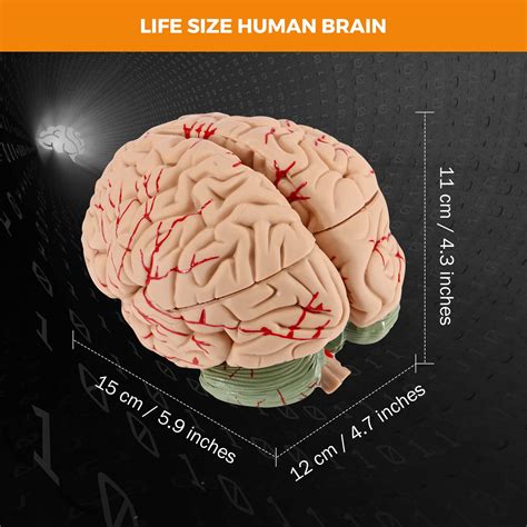 Snapklik.com : BEAMNOVA Human Brain Model For Teaching Neuroscience