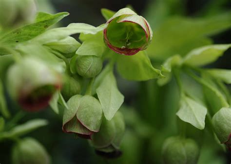 Stinking Hellebore Plant Care And Growing Guide