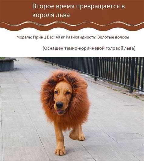 Товары для животных,Парик кошки-собаки, кроссдрессинг - купить с ...