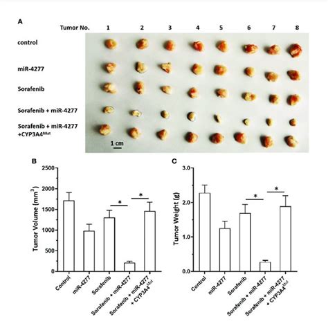 MiR 4277 Enhances The Antitumor Effect Of Sorafenib In A Nude Mouse