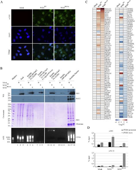 Functional Influenza A Virus NS1 Protein Associates With Chromatin And