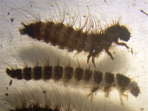Two Different Dermestes Larvae Dermestes Bugguidenet