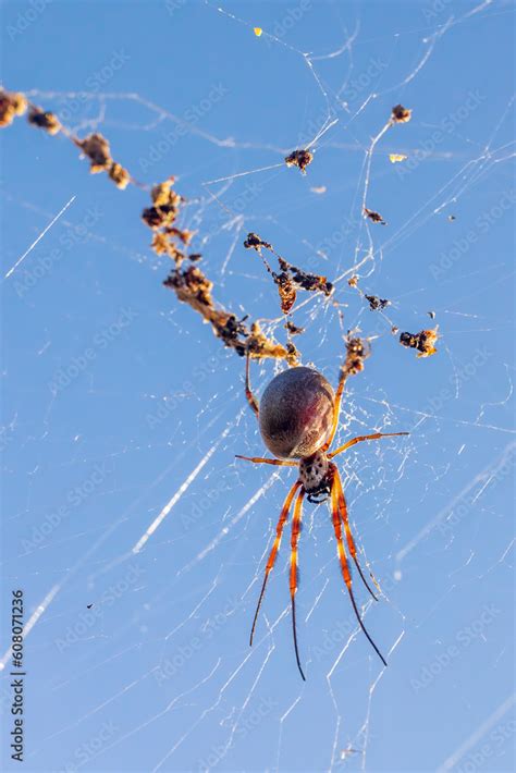 Golden Orb-weaving Spider (Nephila edulis) on its web Stock Photo ...